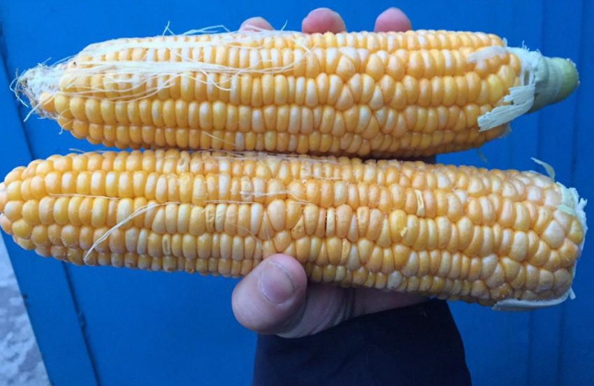 Кукуруза: фото, как растет, выращивание поэтапно в открытом грунте, выбор сортов и гибридов, посадка и уход