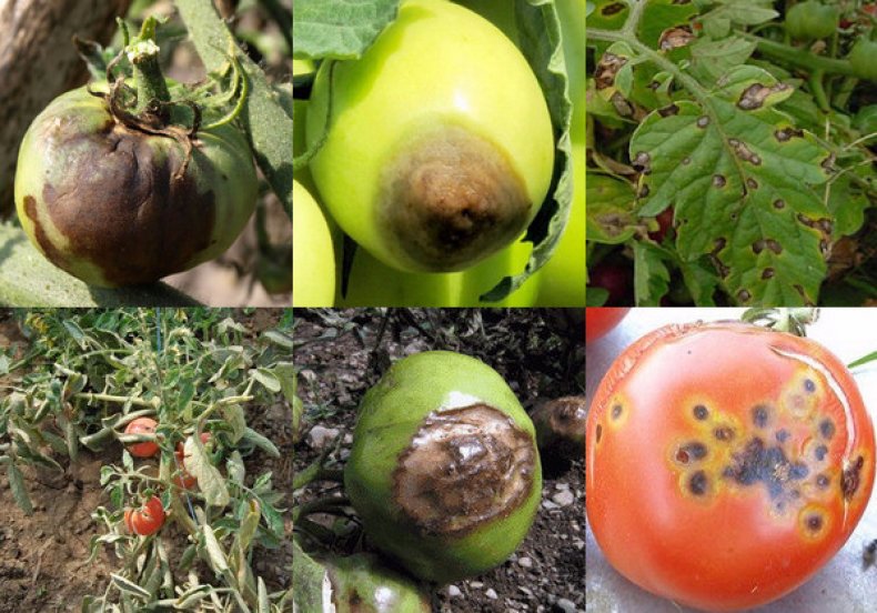 Как избавиться от болезней томатов раз и навсегда — agroxxi