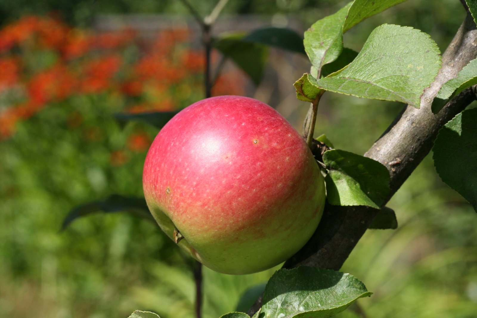 Описание сорта яблони пинова: фото яблок, важные характеристики, урожайность с дерева