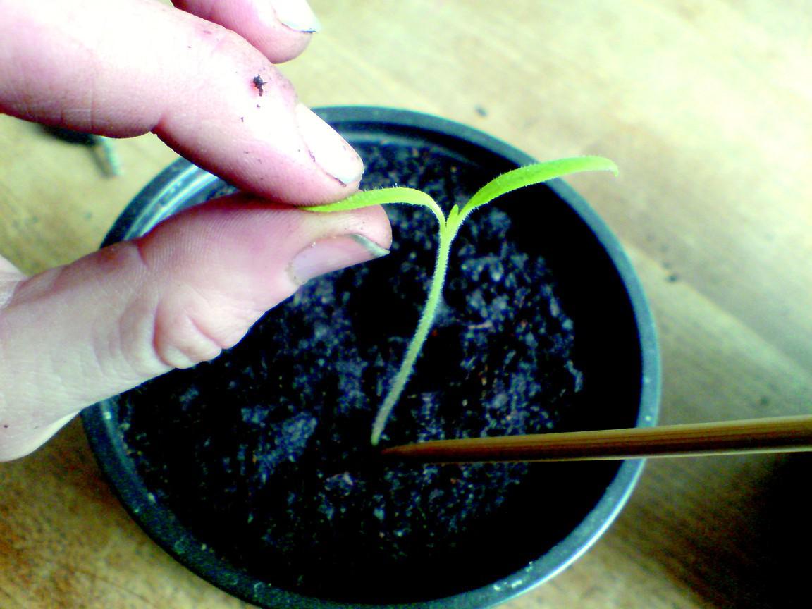 Как я выращиваю баклажаны без рассады в открытом грунте. выбор места, посев, уход. фото — ботаничка.ru