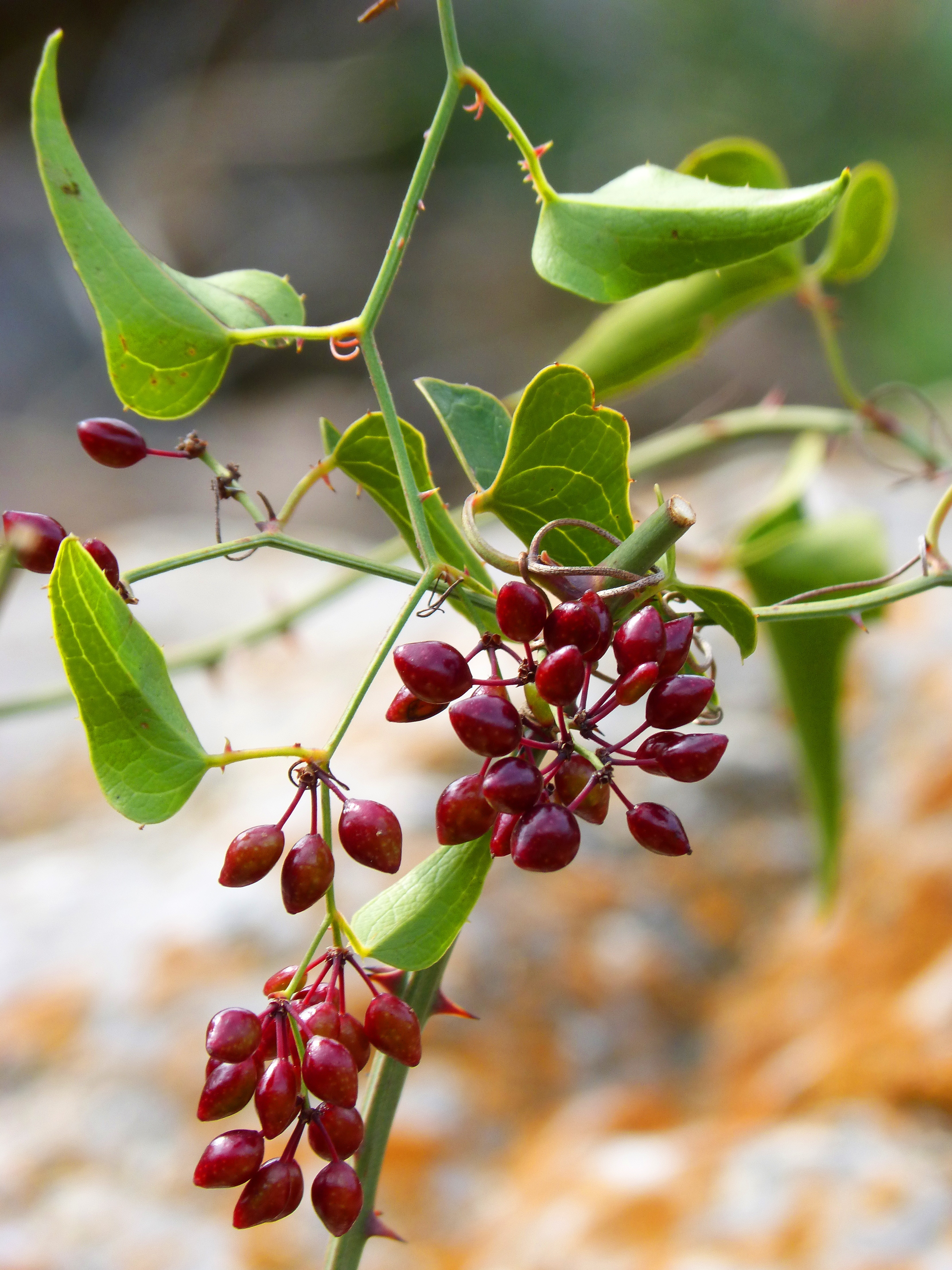 Сарсапарель - целебные свойства растения, применение корня сарсапарели в препаратах, бад нсп
