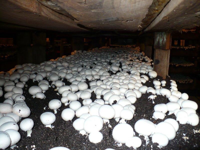 Выращивание грибов вешенок разными способами