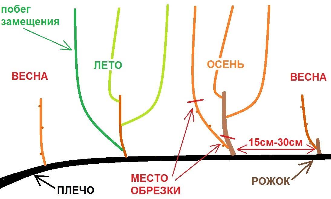 Формирование винограда схема