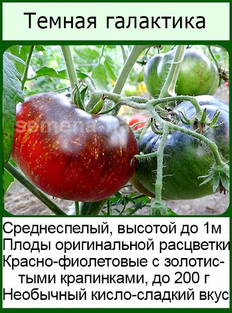 Сорта черных томатов: описание, фото, отзывы