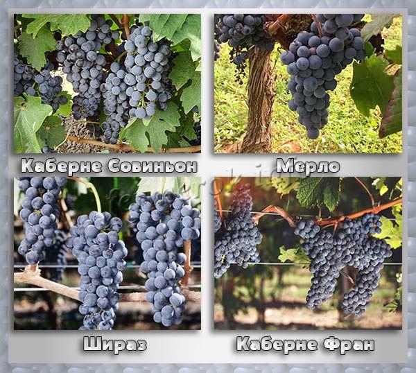 Винные сорта винограда: описание, характеристика, фото