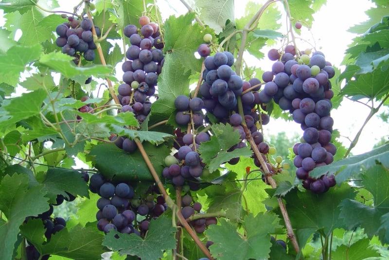 Виноград "агат донской": описание сорта, фото, видео