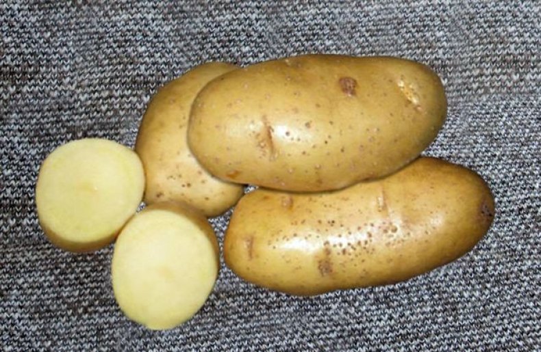 Белорусские сорта картофеля: ранние, среднеранние, поздние