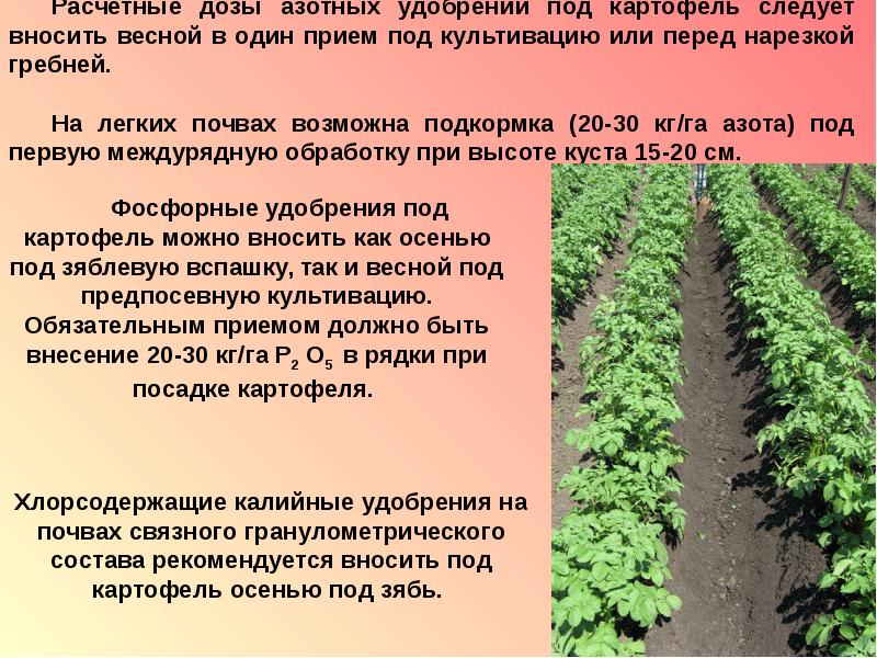 Посадка и выращивание картофеля по методу галины кизимы: особенности и правила посадки, отзывы