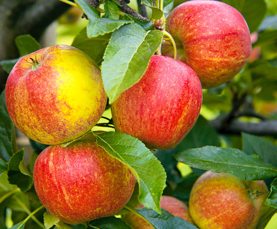 Яблони-карлики: фото лучших сортов карликовых яблонь, видео обрезки деревьев, посадка и уход