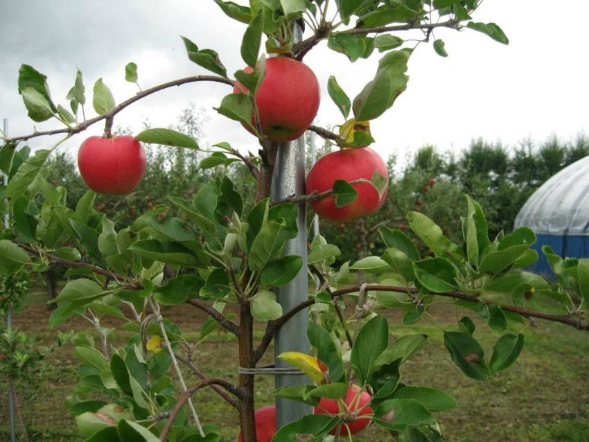 Как заставить плодоносить вашу яблоню каждый год?