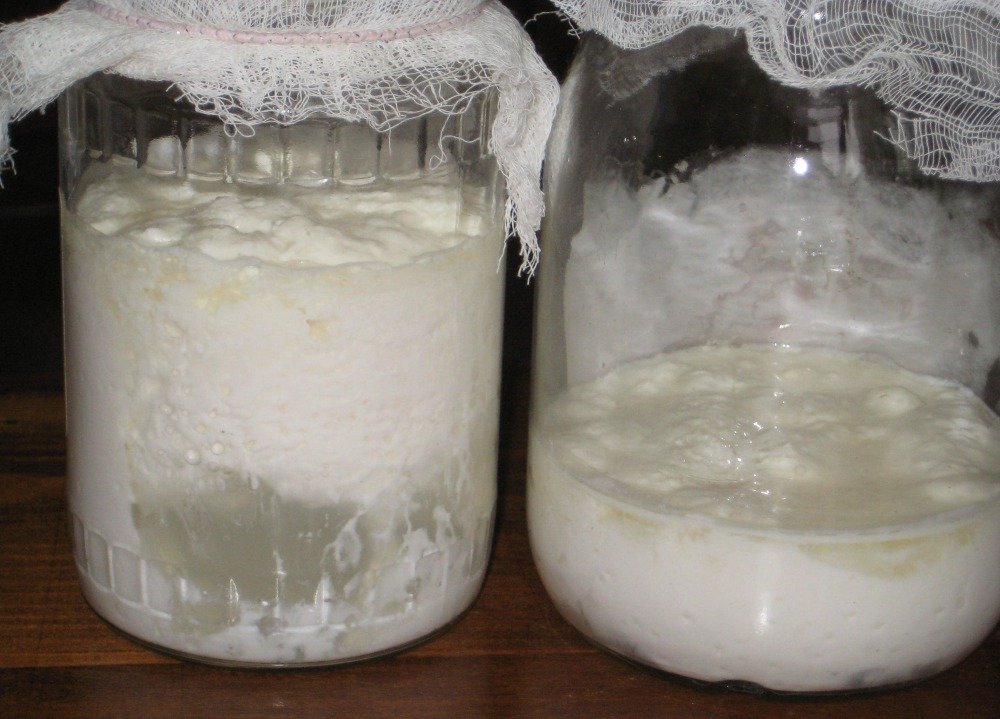 Молочный, или тибетский грибок: как выращивать дома, как за ним ухаживать и употреблять его, польза и вред