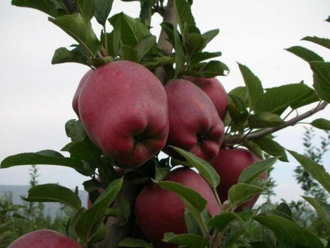 Описание и характеристики яблок сорта ред чиф, выращивание и уход
