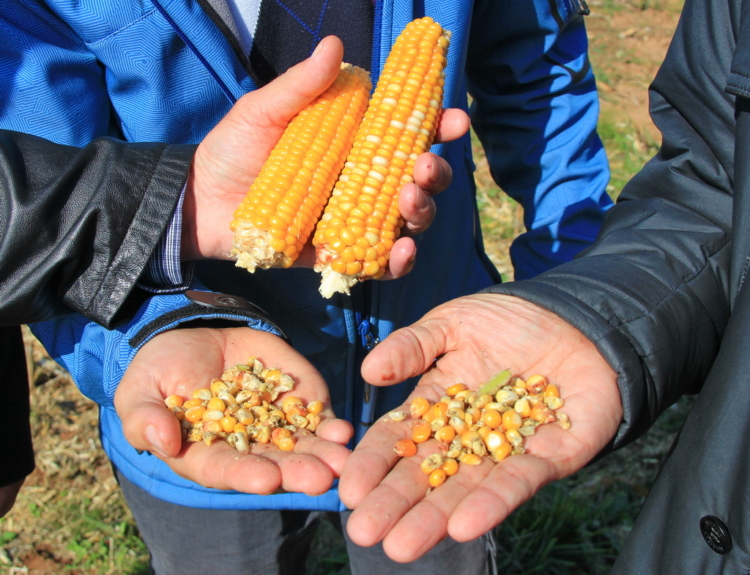 Что такое фуражная кукуруза, как её выращивают и куда применяют - agronom-expert