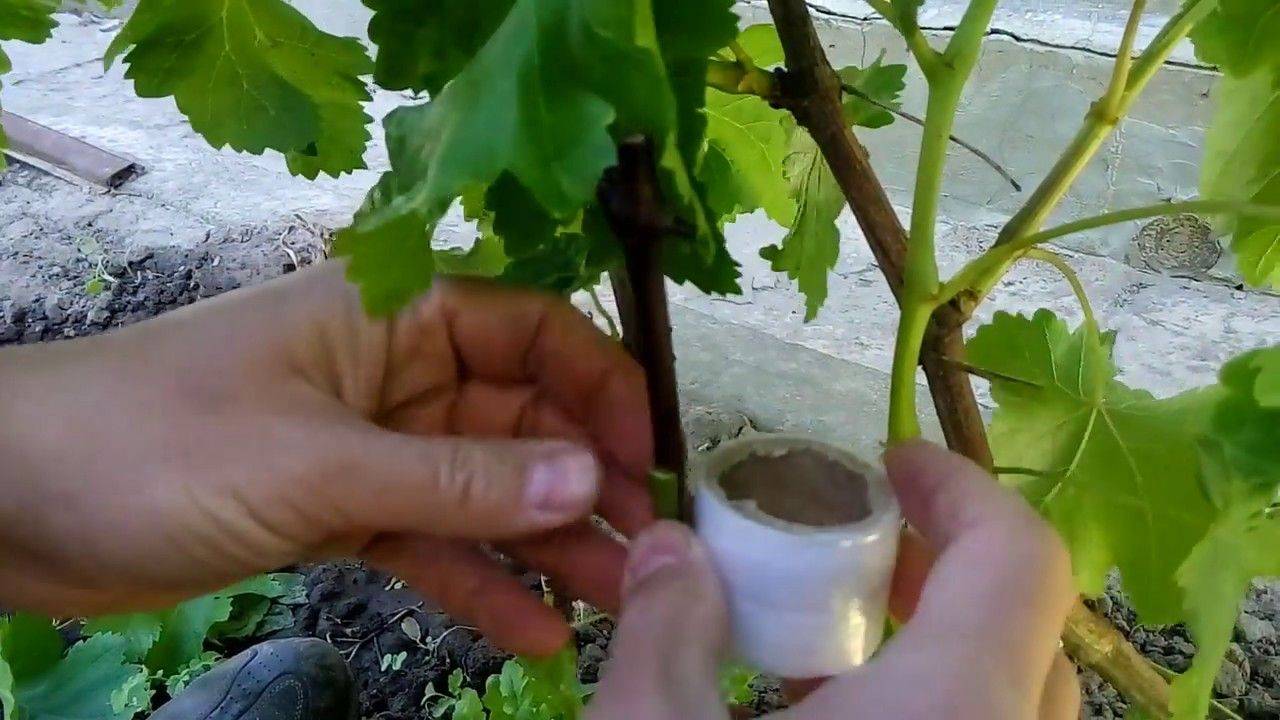 Прививка винограда — 120 фото и видео инструкция как прививать виноград правильно