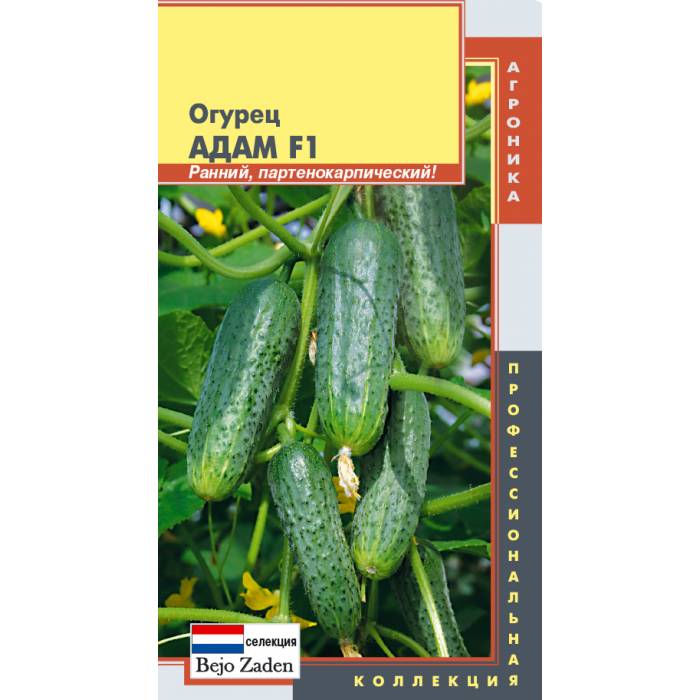 Описание и характеристики огурцов сорта Адам F1, формирование и выращивание