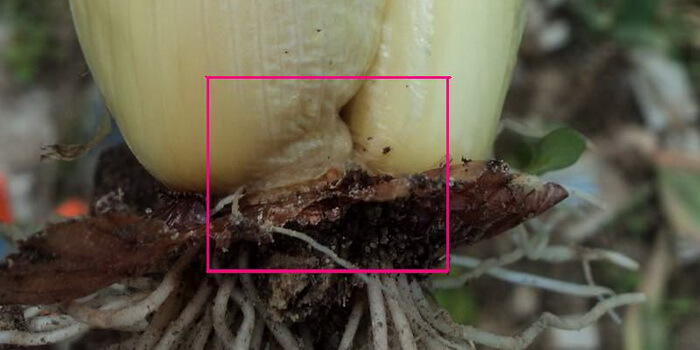 Чем обработать лук от червей на грядке: могут ли быть червяки в луке, что делать, как от них избавиться, обработка земли до посадки