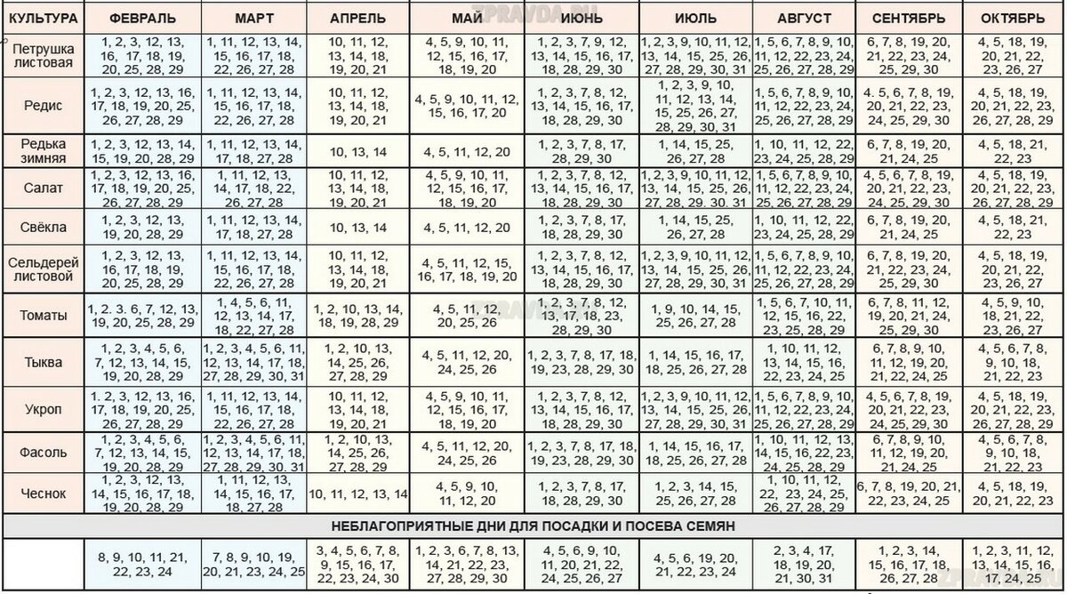 Когда убирать чеснок, посаженный под зиму в 2021 году по лунному календарю и по регионам: таблица