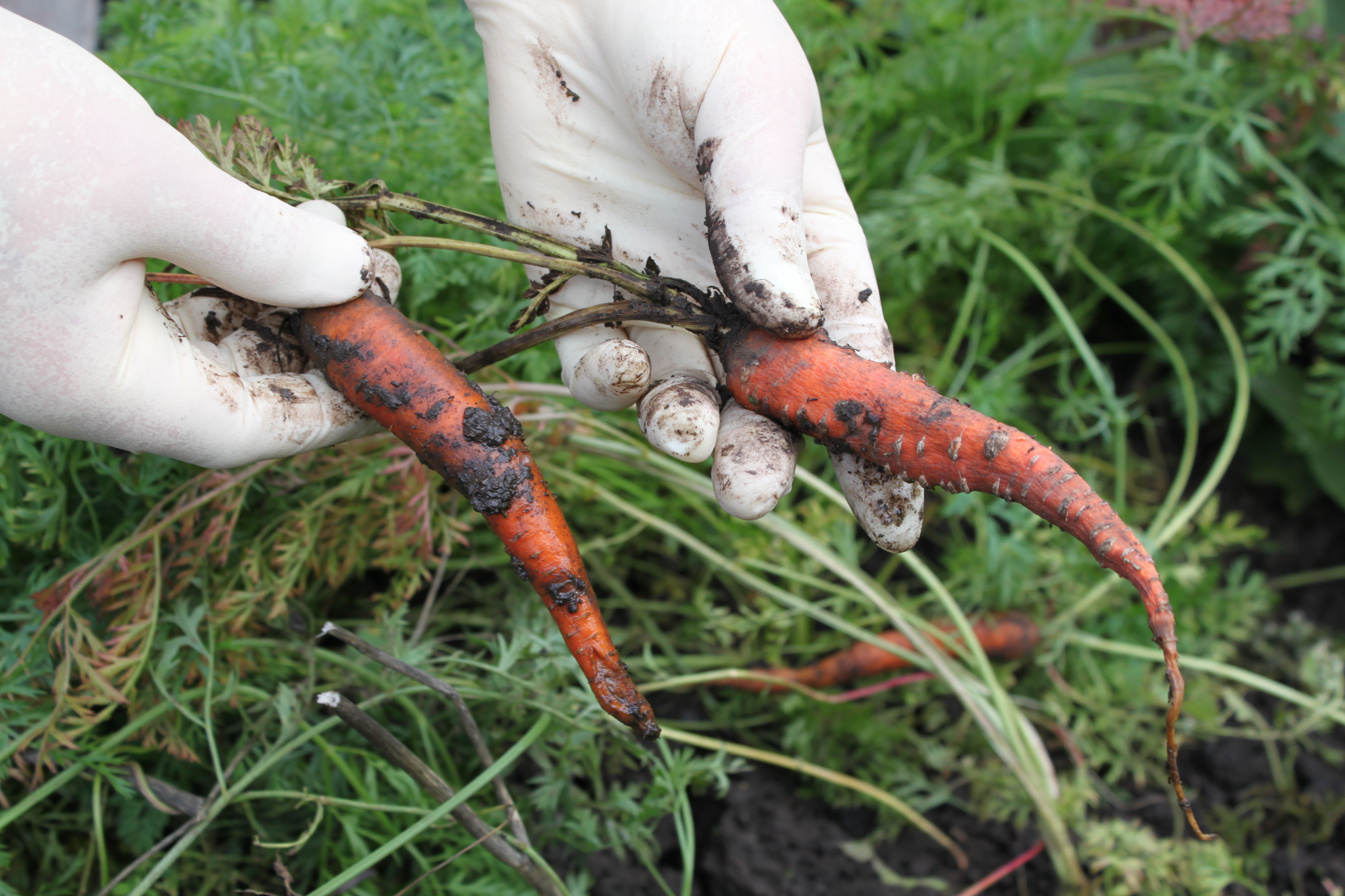 Вредители моркови и её болезни