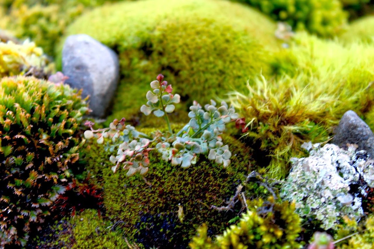 Ландшафтный дизайн и оформление мхами – идеи и советы | сайт о саде, даче и комнатных растениях.