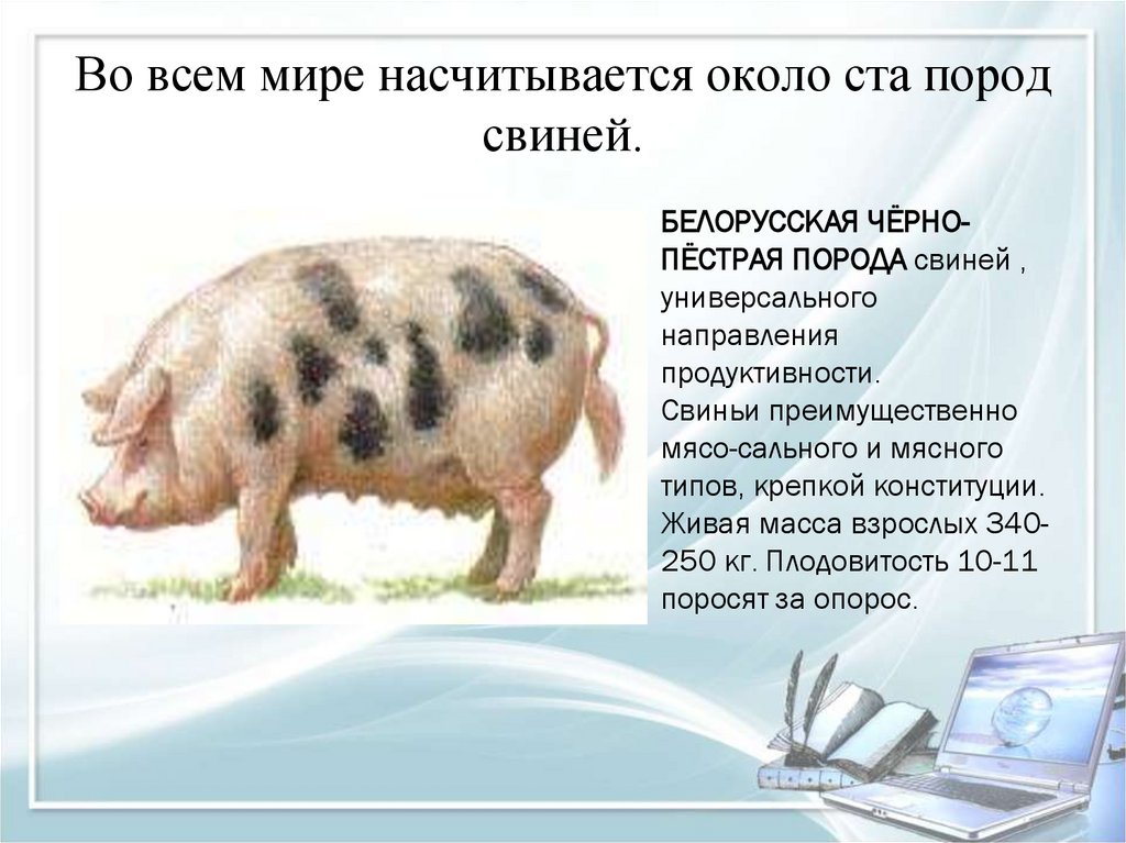 Мясные и беконные породы свиней в россии
