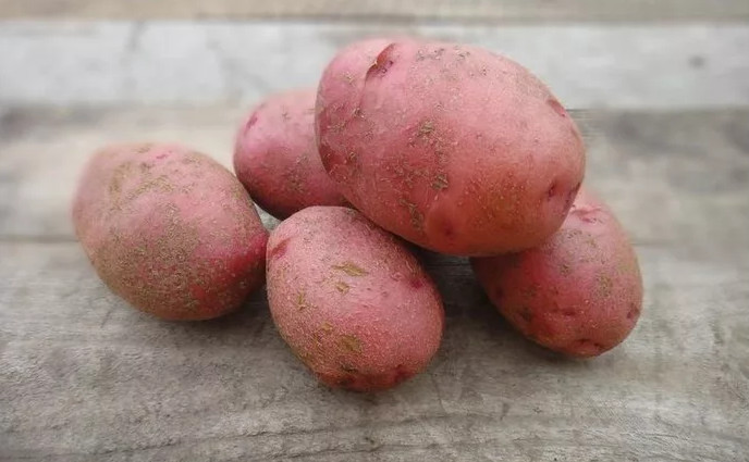 Среднеранний столовый сорт картофеля «романо» от нидерландских селекционеров