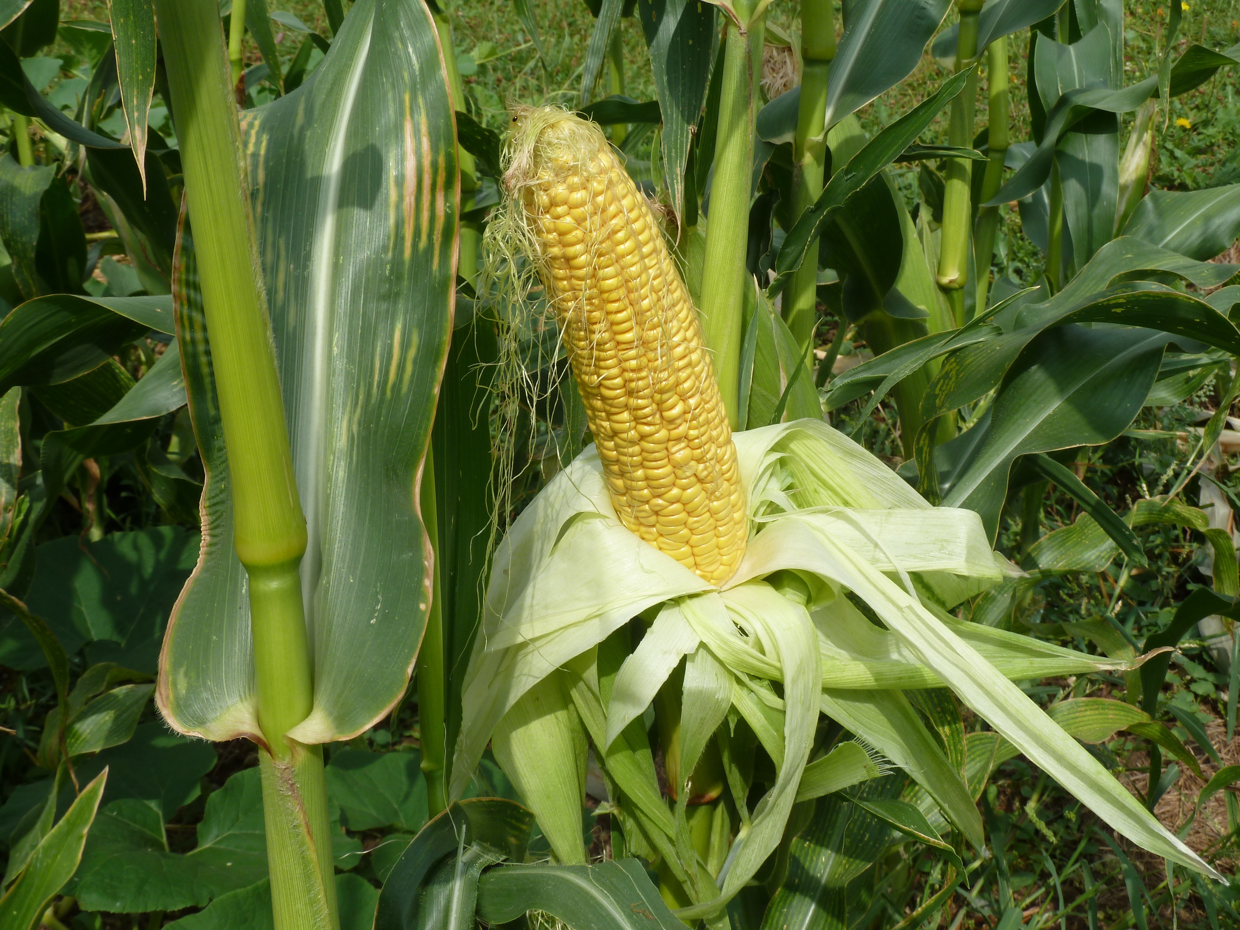 Растения с початком. Кукуруза - Zea Mays l.. Кукуруза сахарная растение. Кукуруза злаковое растение. Кукуруза обыкновенная Фармакогнозия.