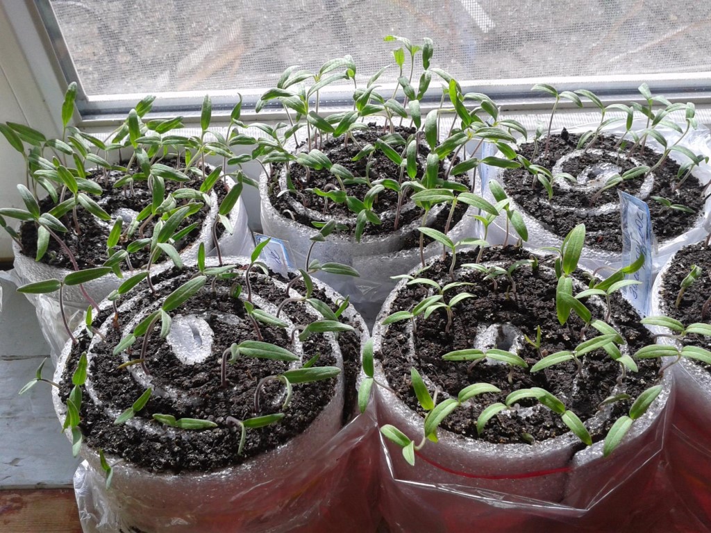 Как посадить томаты в улитку на рассаду и вырастить