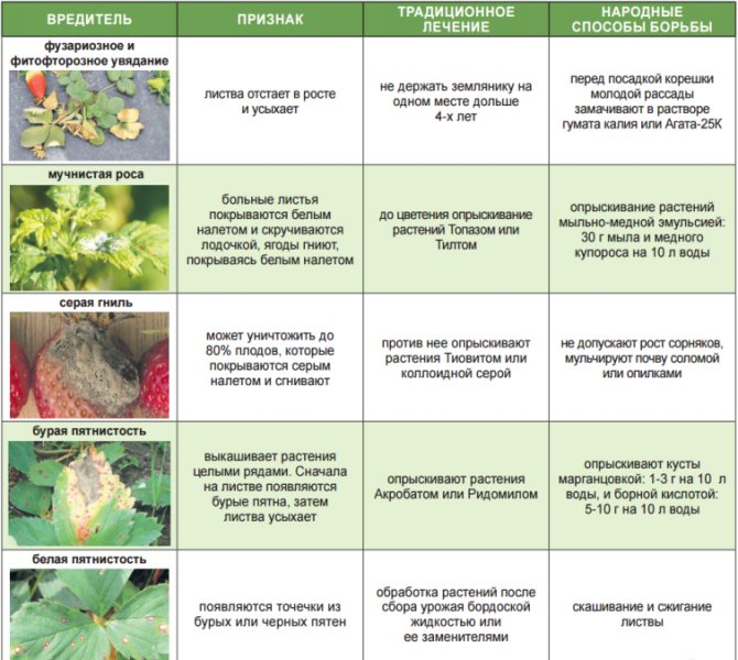 Гортензия метельчатая (64 фото): посадка и уход в открытом грунте, размножение и болезни. почему не цветет? правила обрезки