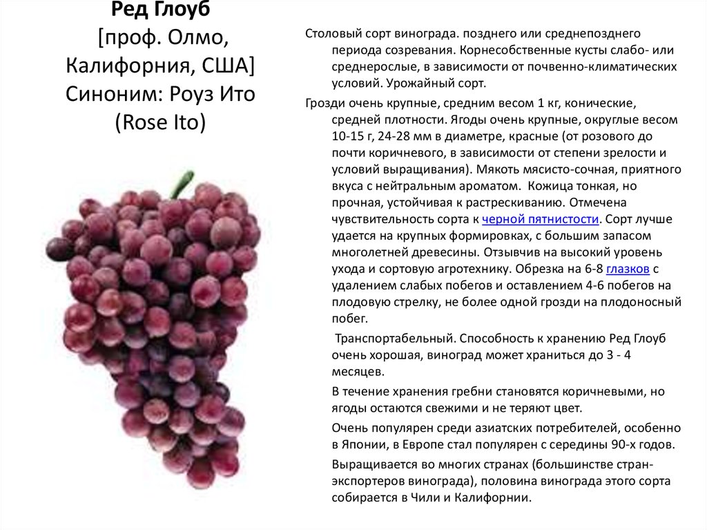 Виноград сенсация: описание и характеристики сорта, особенности выращивания
