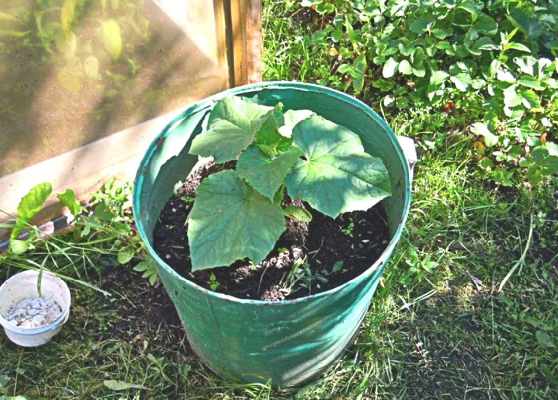 Огурцы в бочке: выращивание пошагово, сорта, как посадить и вырастить, пошаговая инструкция, фото