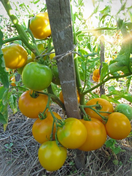 27 сортов низкорослых помидоров не требующих пасынкования