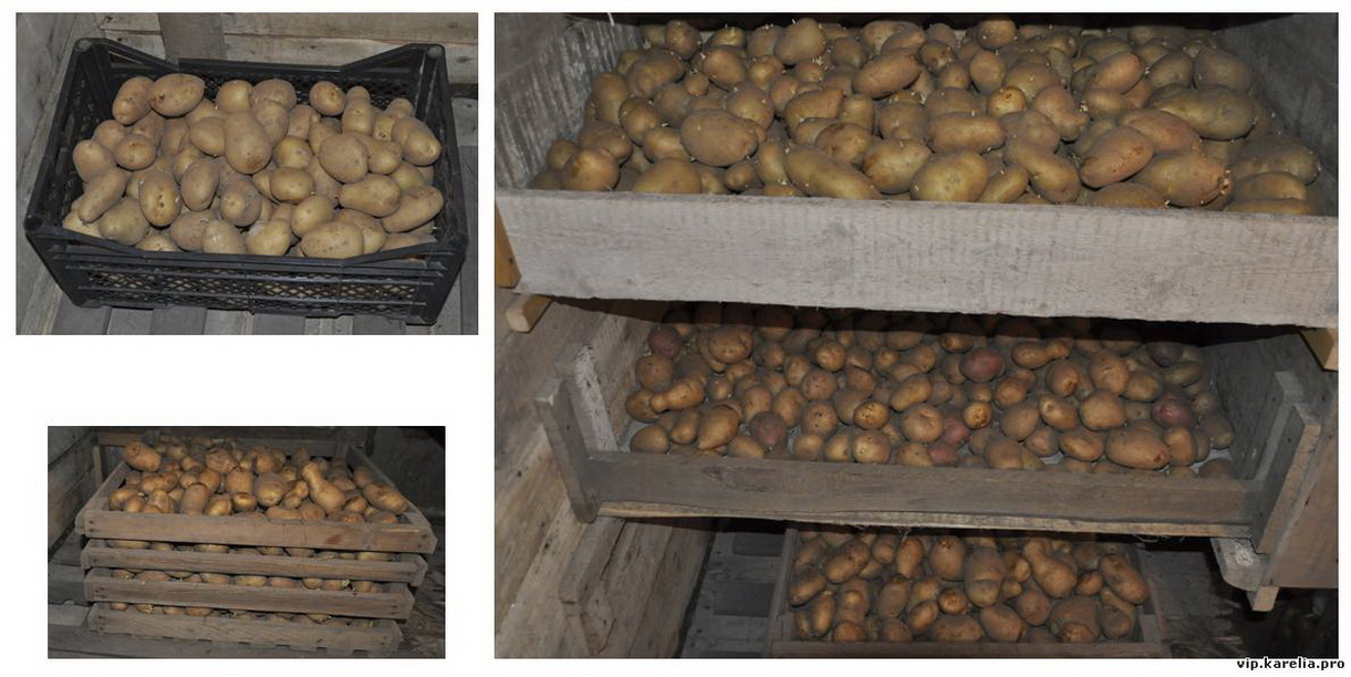 Как хранить картофель в квартире зимой и летом: рекомендации
