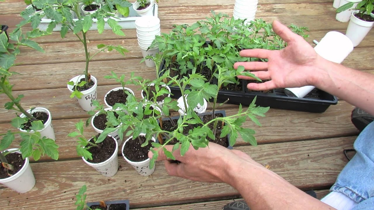 Пикировка рассады томатов: когда и как правильно проводить