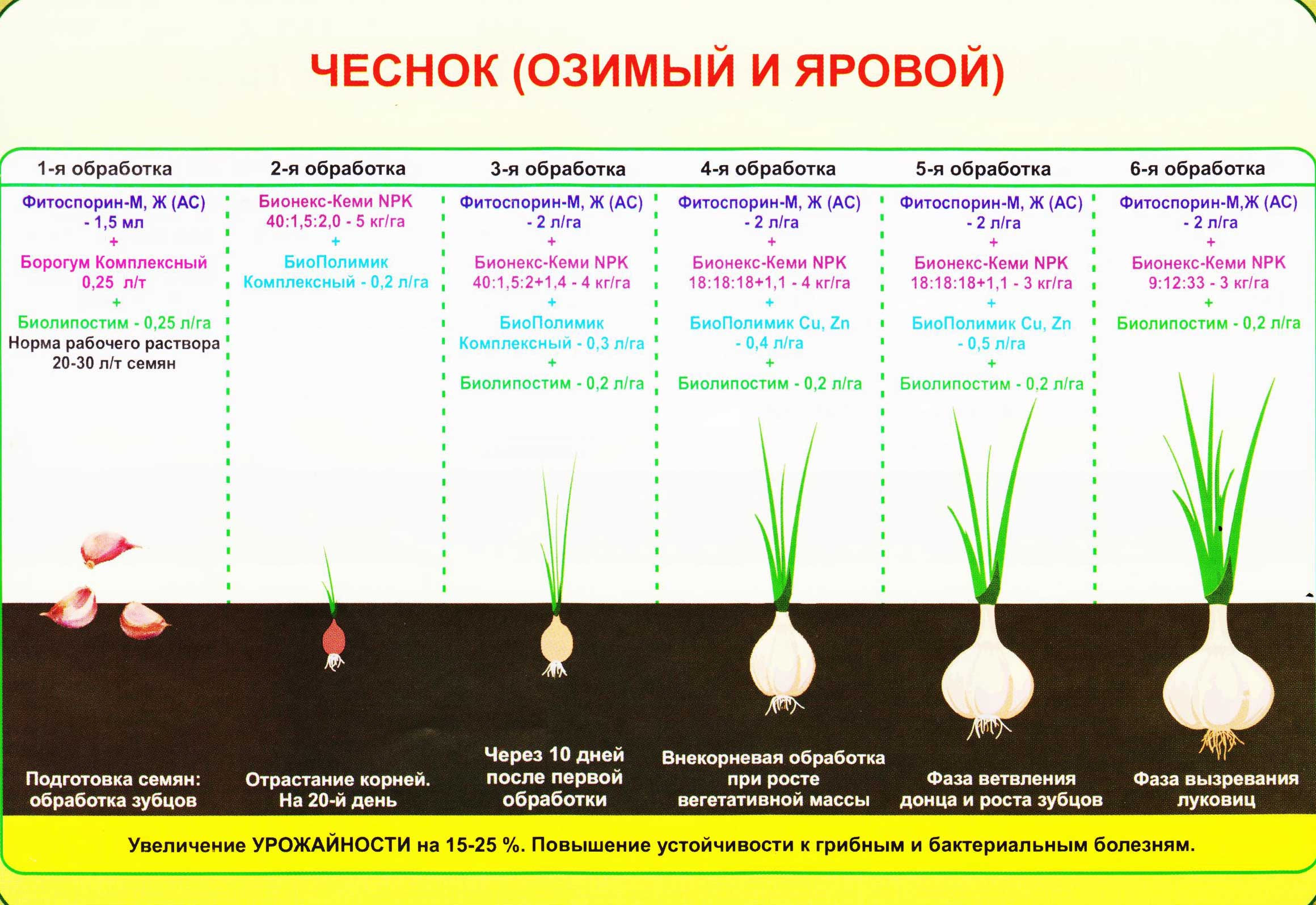 Технология выращивания озимого чеснока, крупные сорта и правила выращивания