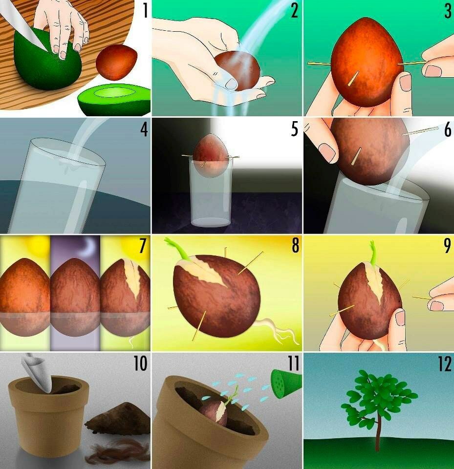 Как вырастить авокадо из косточки в домашних условиях пошагово видео уход за растением