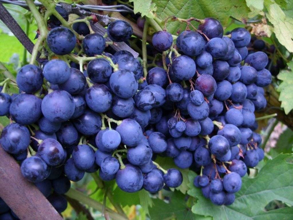 Виноград "загадка шарова": описание сорта, фото, отзывы