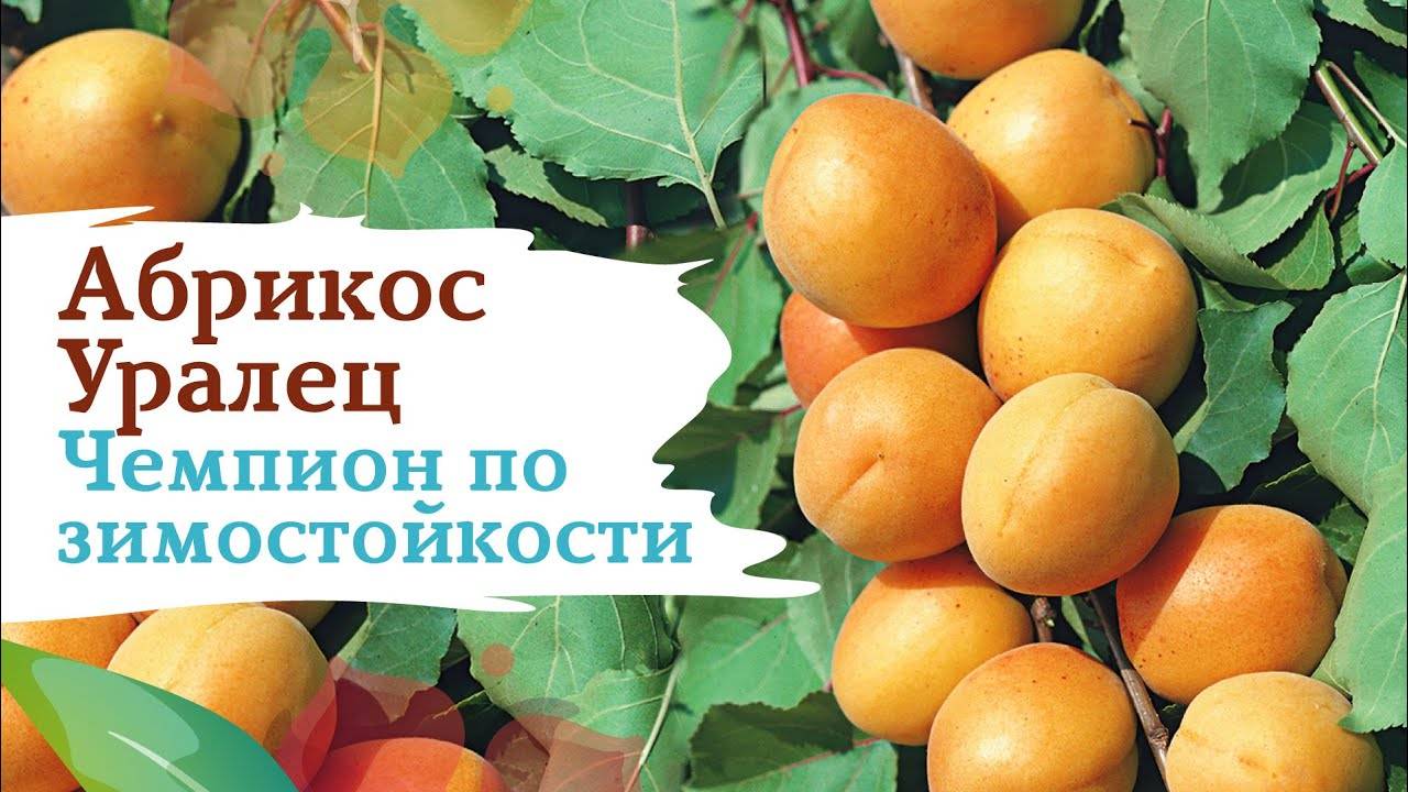 Сорта абрикос для ростовской области с фото и описанием