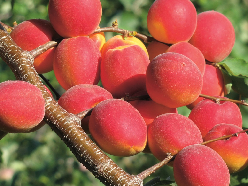 Колоновидный абрикос: лучшие сорта, посадка и уход, обрезка с фото