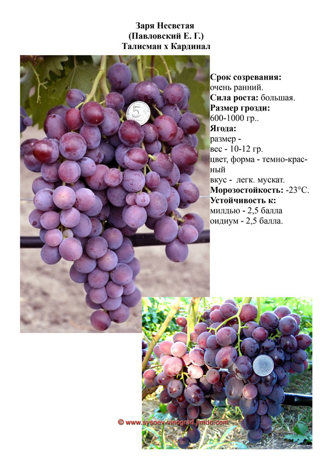 Сорт винограда заря несветая: описание, фото