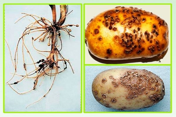 Описание и виды картофельной парши, эффективные меры борьбы с ризоктониозом