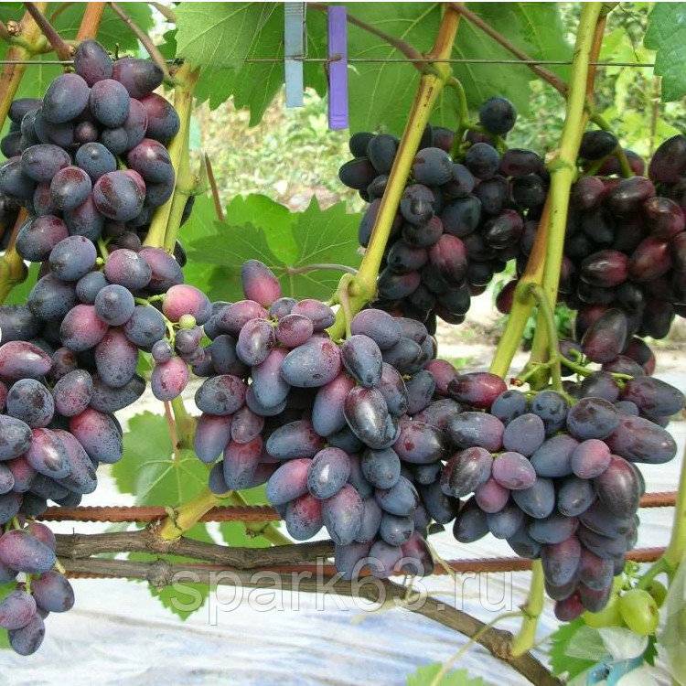 Виноград кодрянка: описание сорта с характеристикой и отзывами, особенности посадки и выращивания, фото