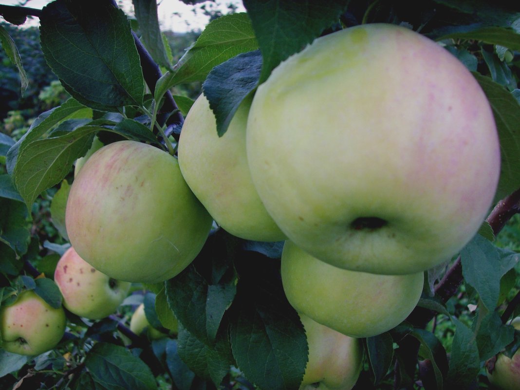 Штамбовые яблони