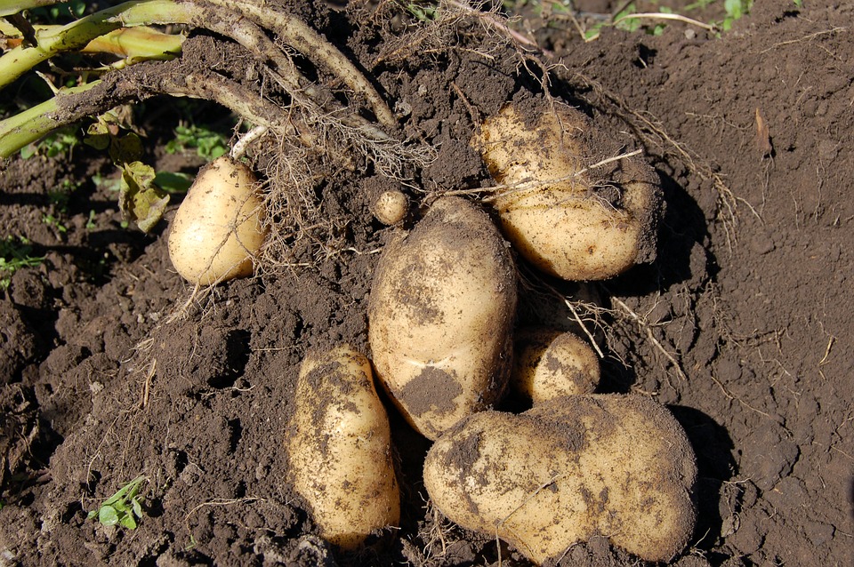 Почему не цветет картофель: причины и что делать