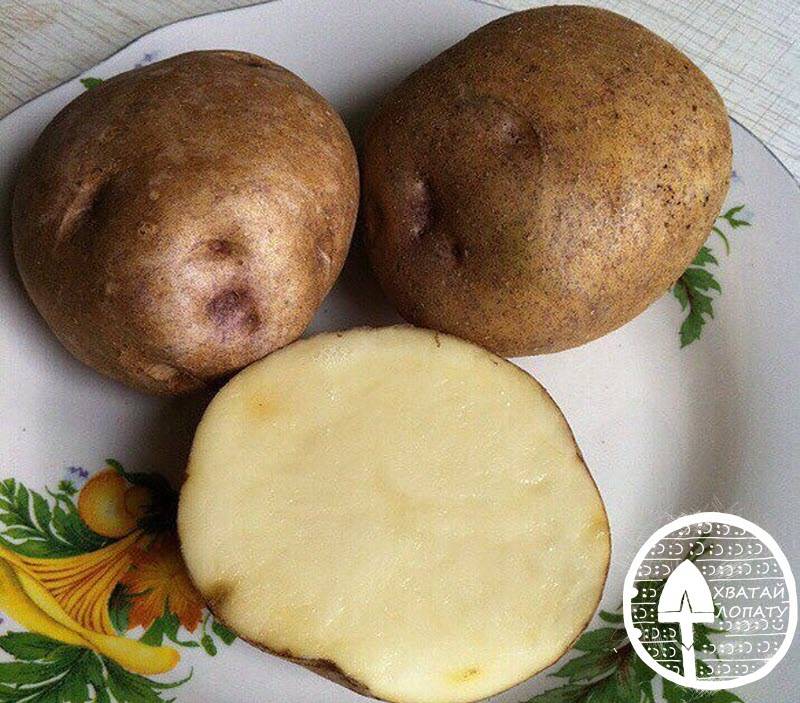 Картофель "цыганка": описание сорта, фото, характеристики и выращивание русский фермер