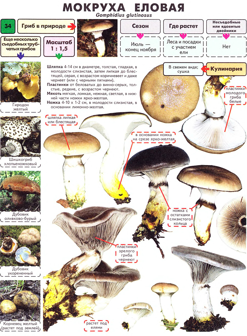 Разнообразие грибов самарской области