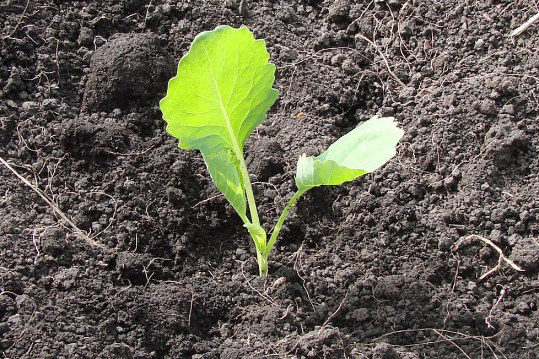 Савойская капуста: выращивание на огороде, сорта