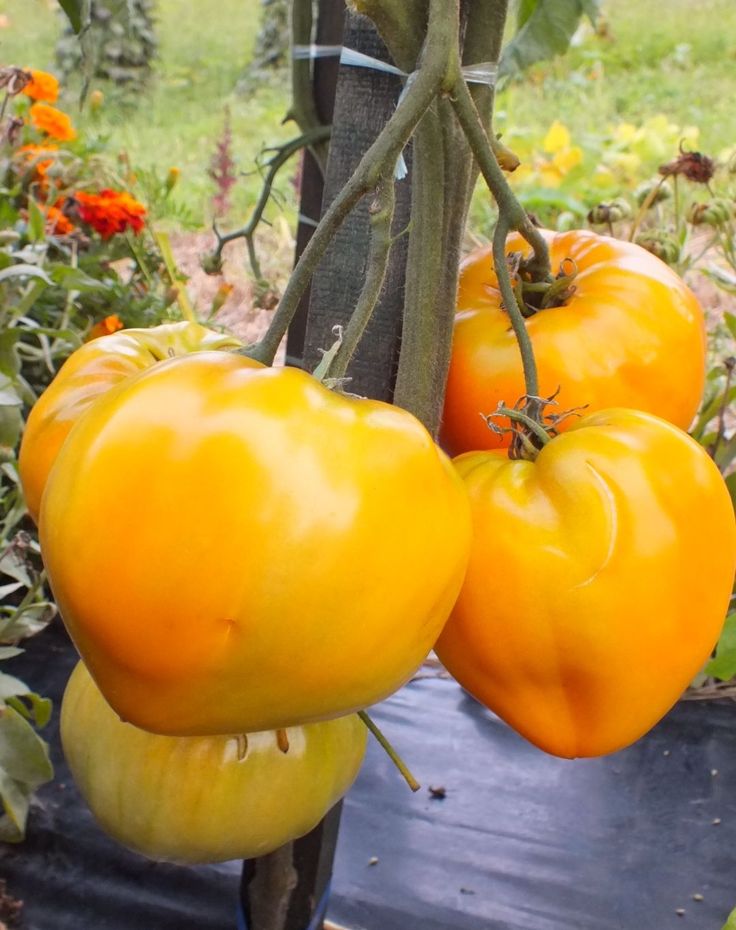 Семена томат оранжевая королева: описание сорта, фото. купить с доставкой или почтой россии.