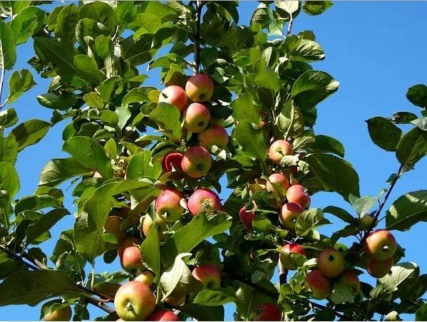 Декоративные яблони: фото сортов, посадка, уход и обрезка декоративных яблонь сортов «роялти», «незвецкого», «китайка» – дачные дела