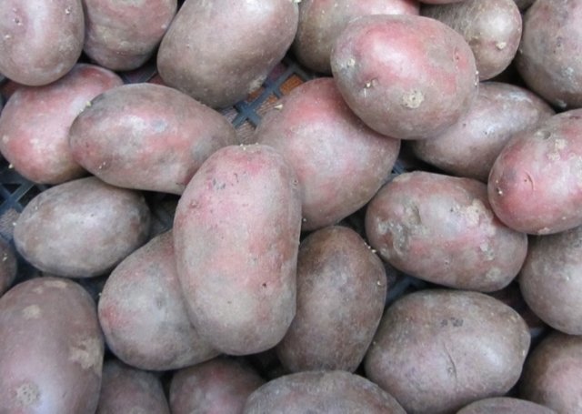 Картофель ароза: описание сорта, характеристика, выращивание, отзывы, фото