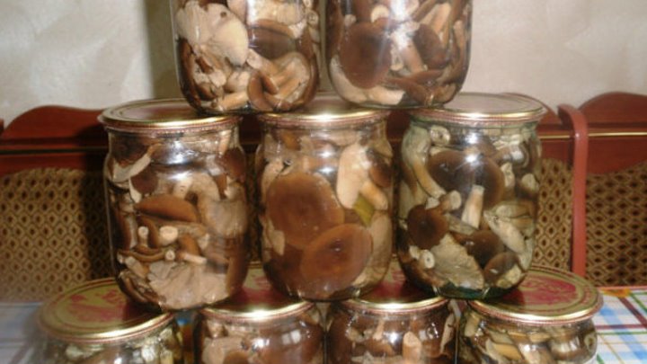 Рецепт как солить грибы горькушки в домашних условиях - всё про сады